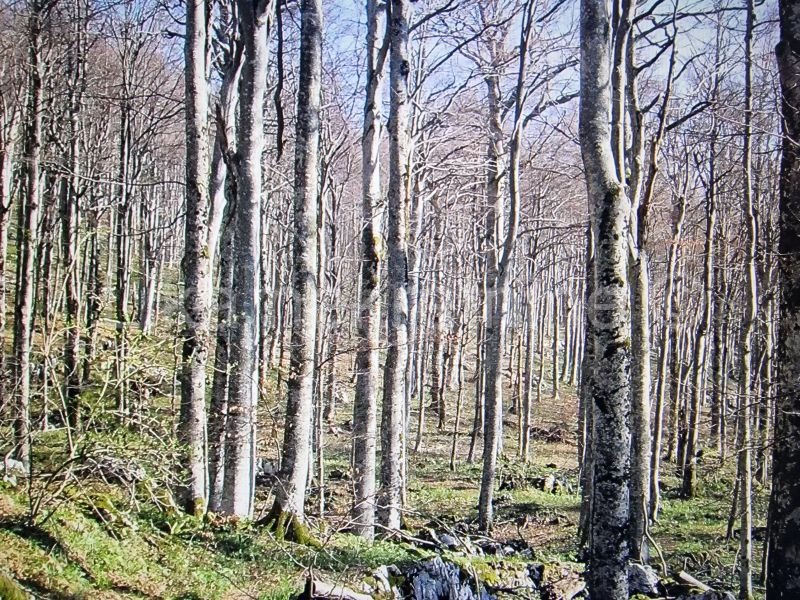 MODRUŠ ( Josipdol ) Šumsko zemljište 28.236 m² u komadu